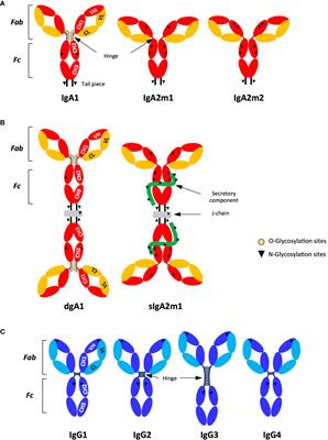 Antibody Fc-chimerism and effector functions: When IgG takes advantage of IgA